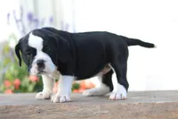Daisy , a female English Bulldog for sale in Roaring Spring, PA – 4 of 7