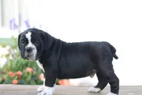 Kookie, a male English Bulldog for sale in Roaring Spring, PA – 2 of 7