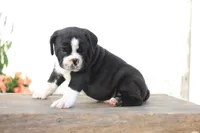 Panda, a male English Bulldog for sale in Roaring Spring, PA – 4 of 8
