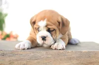 Lion, a male English Bulldog for sale in Roaring Spring, PA – 3 of 7