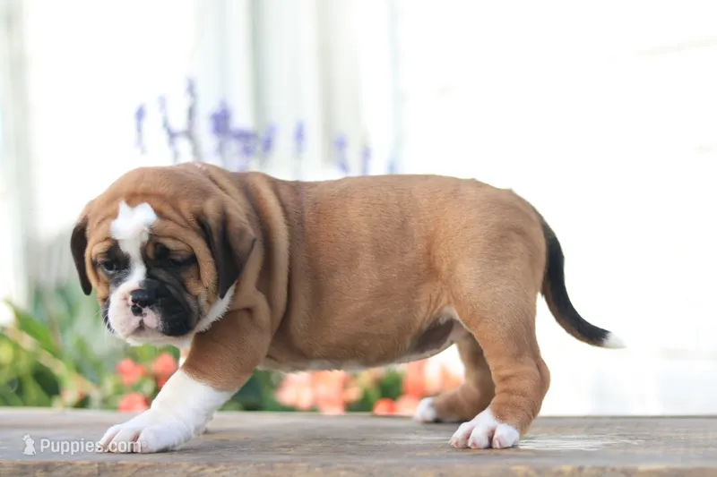 Maple – English Bulldog puppy for sale in Roaring Spring, PA