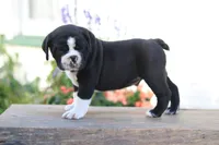 Panda, a male English Bulldog for sale in Roaring Spring, PA – 5 of 8