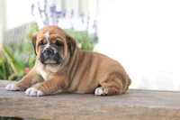 Tiger, a male English Bulldog for sale in Roaring Spring, PA – 1 of 7
