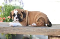 Maple, a female English Bulldog for sale in Roaring Spring, PA – 4 of 7