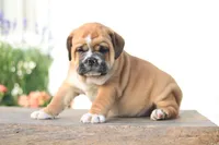 Tiger, a male English Bulldog for sale in Roaring Spring, PA – 4 of 7