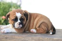 Maple, a female English Bulldog for sale in Roaring Spring, PA – 2 of 7