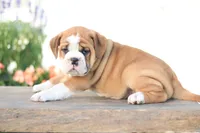 Lion, a male English Bulldog for sale in Roaring Spring, PA – 5 of 7