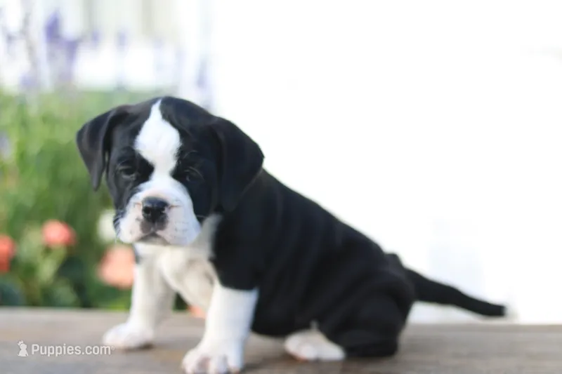 Daisy  – English Bulldog puppy for sale in Roaring Spring, PA