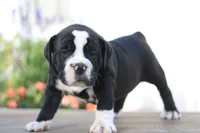 Panther, a male English Bulldog for sale in Roaring Spring, PA – 2 of 6