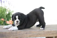 Panda, a male English Bulldog for sale in Roaring Spring, PA – 6 of 8
