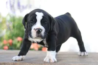 Panther, a male English Bulldog for sale in Roaring Spring, PA – 1 of 6