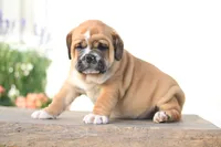 Tiger, a male English Bulldog for sale in Roaring Spring, PA – 5 of 7