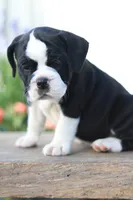 Daisy , a female English Bulldog for sale in Roaring Spring, PA – 5 of 7