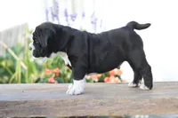 Panther, a male English Bulldog for sale in Roaring Spring, PA – 4 of 6