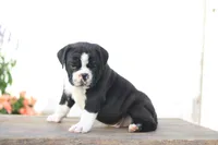 Panda, a male English Bulldog for sale in Roaring Spring, PA – 1 of 8