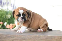 Maple, a female English Bulldog for sale in Roaring Spring, PA – 3 of 7