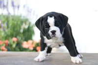 Lily, a female English Bulldog for sale in Roaring Spring, PA – 3 of 6