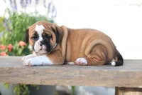 Maple, a female English Bulldog for sale in Roaring Spring, PA – 5 of 7