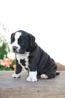 Panther, a male English Bulldog for sale in Roaring Spring, PA – 3 of 6