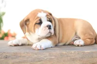 Lion, a male English Bulldog for sale in Roaring Spring, PA – 1 of 7