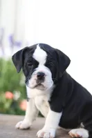 Daisy , a female English Bulldog for sale in Roaring Spring, PA – 2 of 7