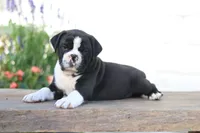 Panda, a male English Bulldog for sale in Roaring Spring, PA – 3 of 8
