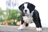 Lily, a female English Bulldog for sale in Roaring Spring, PA – 1 of 6