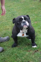Daisy , a female English Bulldog for sale in Roaring Spring, PA – 7 of 7