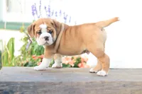 Lion, a male English Bulldog for sale in Roaring Spring, PA – 4 of 7