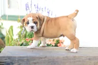 Lion, a male English Bulldog for sale in Roaring Spring, PA – 2 of 7