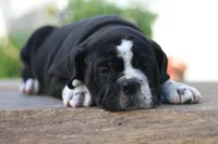Kookie, a male English Bulldog for sale in Roaring Spring, PA – 5 of 7