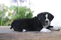Kookie, a male English Bulldog for sale in Roaring Spring, PA – 3 of 7
