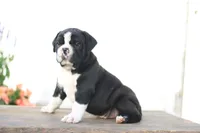 Panda, a male English Bulldog for sale in Roaring Spring, PA – 2 of 8