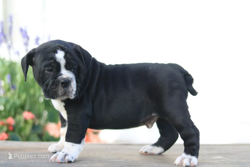 Kookie – English Bulldog puppy for sale in Roaring Spring, PA