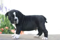 Kookie, a male English Bulldog for sale in Roaring Spring, PA – 1 of 7