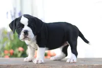 Daisy , a female English Bulldog for sale in Roaring Spring, PA – 3 of 7