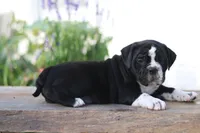 Kookie, a male English Bulldog for sale in Roaring Spring, PA – 4 of 7