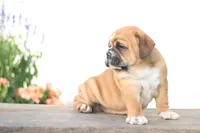 Tiger, a male English Bulldog for sale in Roaring Spring, PA – 2 of 7