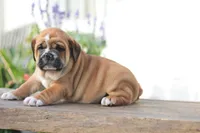 Tiger, a male English Bulldog for sale in Roaring Spring, PA – 3 of 7
