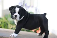 Lily, a female English Bulldog for sale in Roaring Spring, PA – 2 of 6