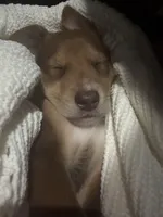 Maximus , a male Doberman Pinscher for sale in Pompano Beach, FL – Photo 2 of 5