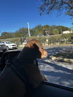 Maximus , a male Doberman Pinscher for sale in Pompano Beach, FL – Photo 3 of 5