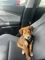 Maximus , a male Doberman Pinscher for sale in Pompano Beach, FL – Photo 5 of 5