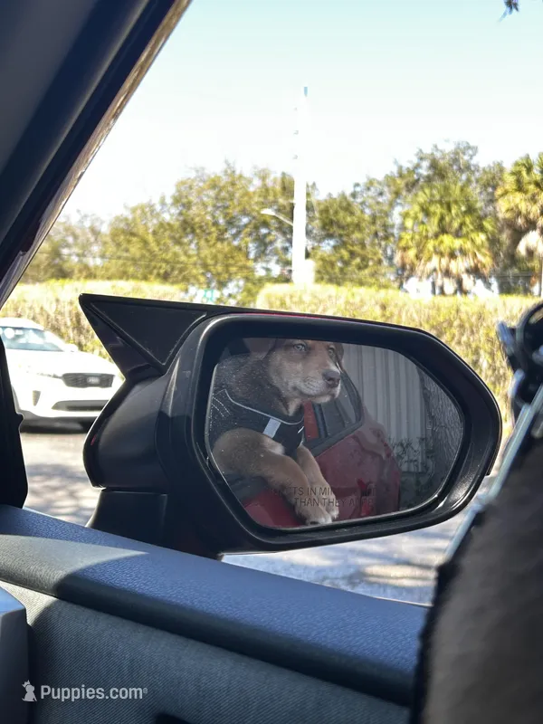 Maximus  – Doberman Pinscher puppy for sale in Pompano Beach, FL