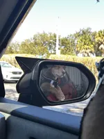 Maximus , a male Doberman Pinscher for sale in Pompano Beach, FL – Photo 1 of 5