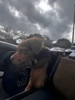 Maximus , a male Doberman Pinscher for sale in Pompano Beach, FL – Photo 4 of 5