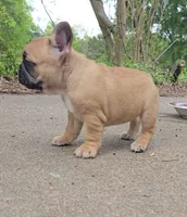 Tasha, a female French Bulldog for sale in Gatesville, TX – Photo 4 of 6