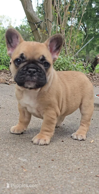 Tasha – French Bulldog puppy for sale in Gatesville, TX