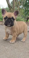 Tasha, a female French Bulldog for sale in Gatesville, TX – Photo 1 of 6