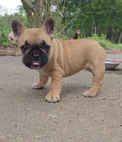 Tasha, a female French Bulldog for sale in Gatesville, TX – Photo 2 of 6